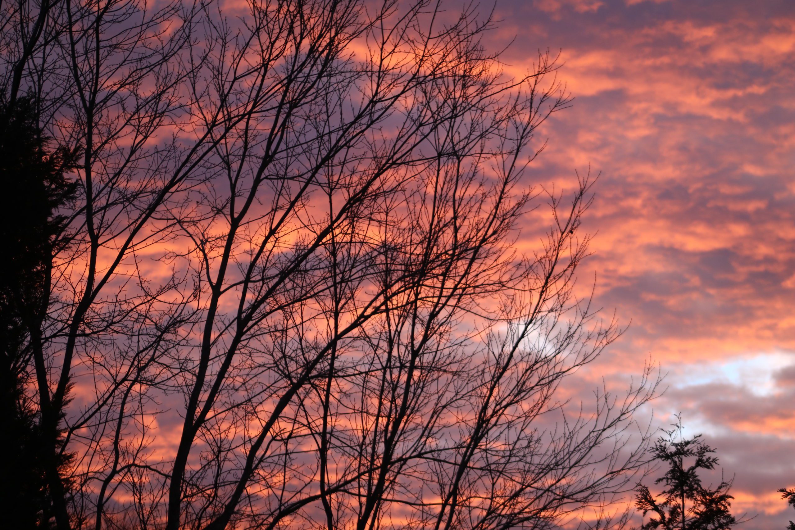 Purple and orange sunset behind a tree.